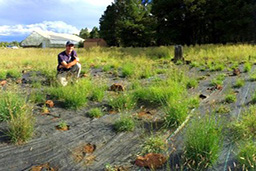 southwest experimental garden array